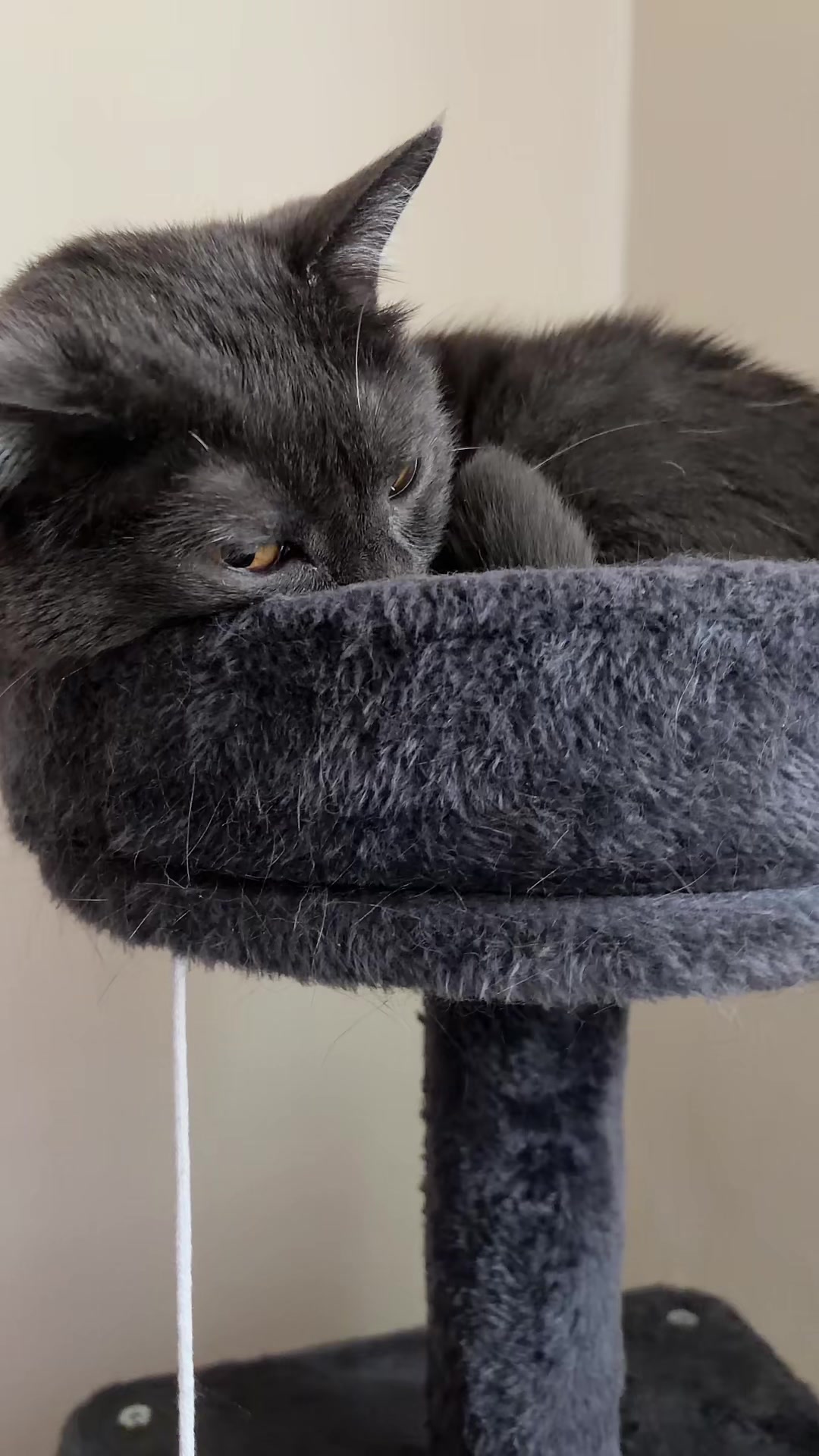 @zeldathecutecat