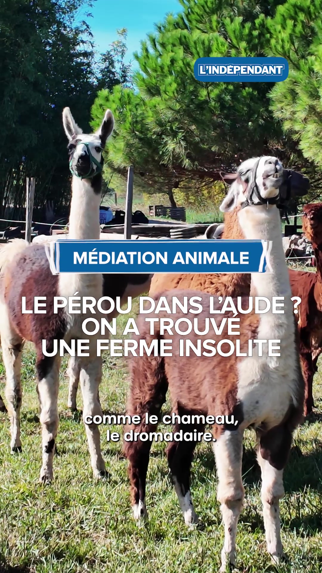 @L'Indépendant