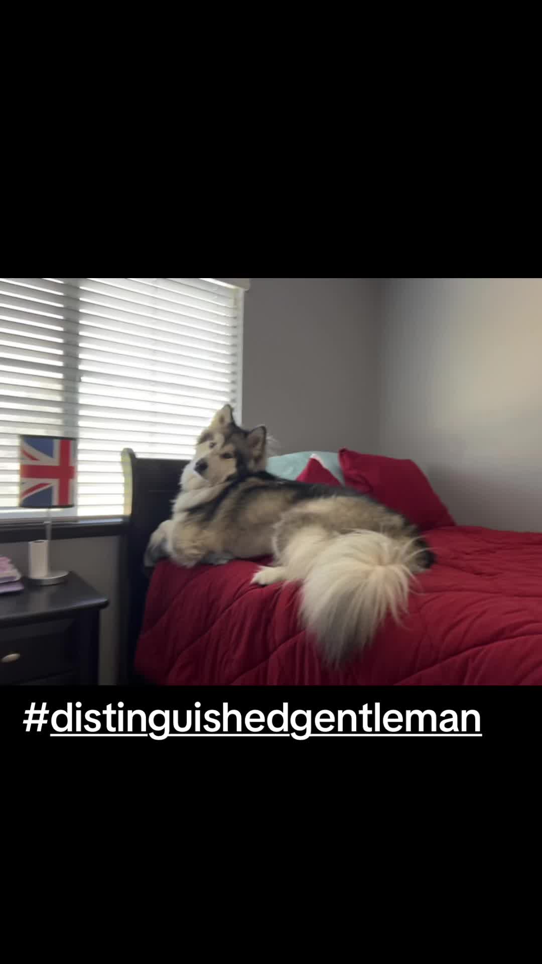 @KokaKoaTheAlaskanMalamute