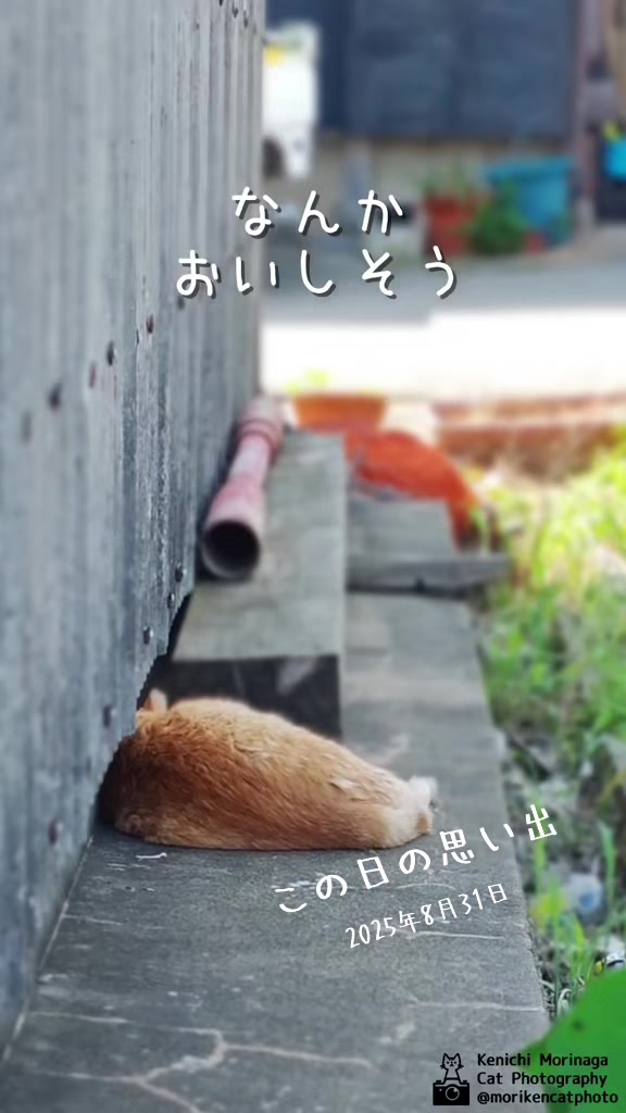 @猫写真家 森永健一