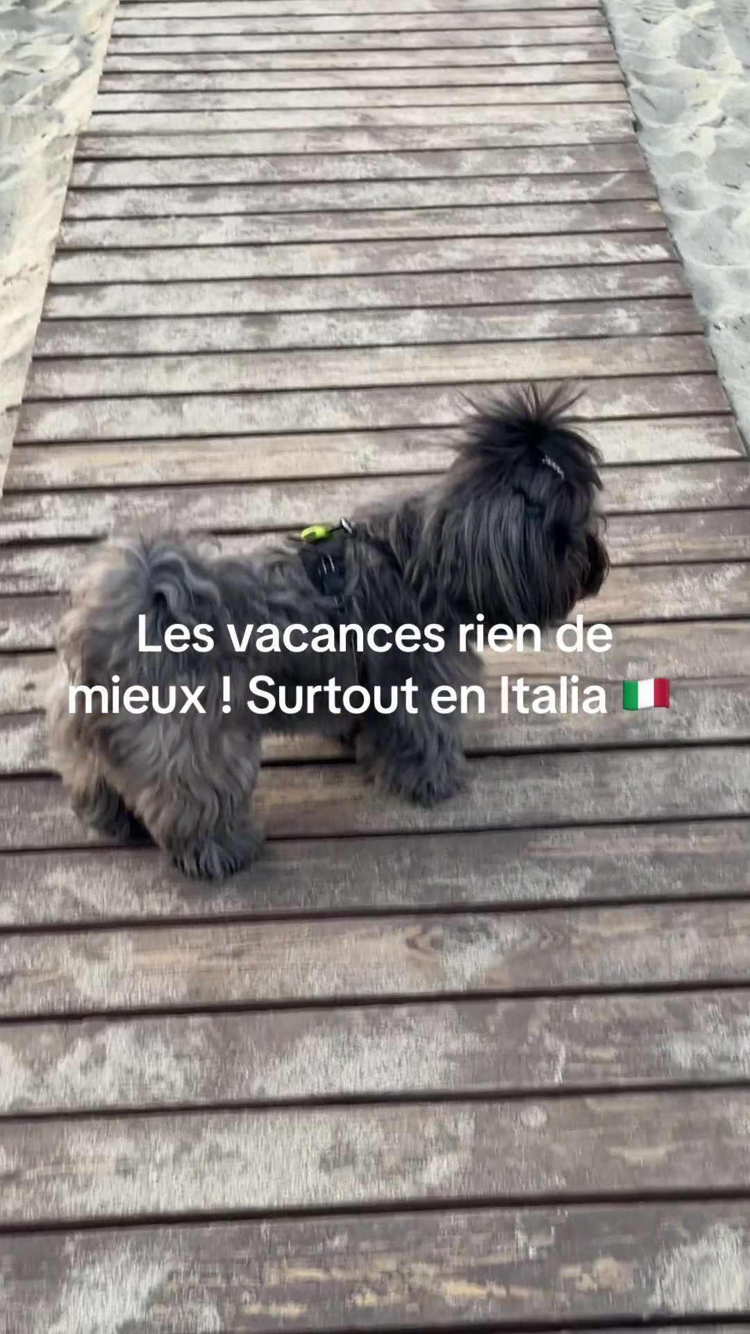 @SOCRATE 🐶🇮🇹🇮🇹