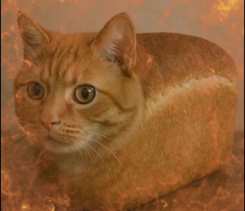 @bread_.cat