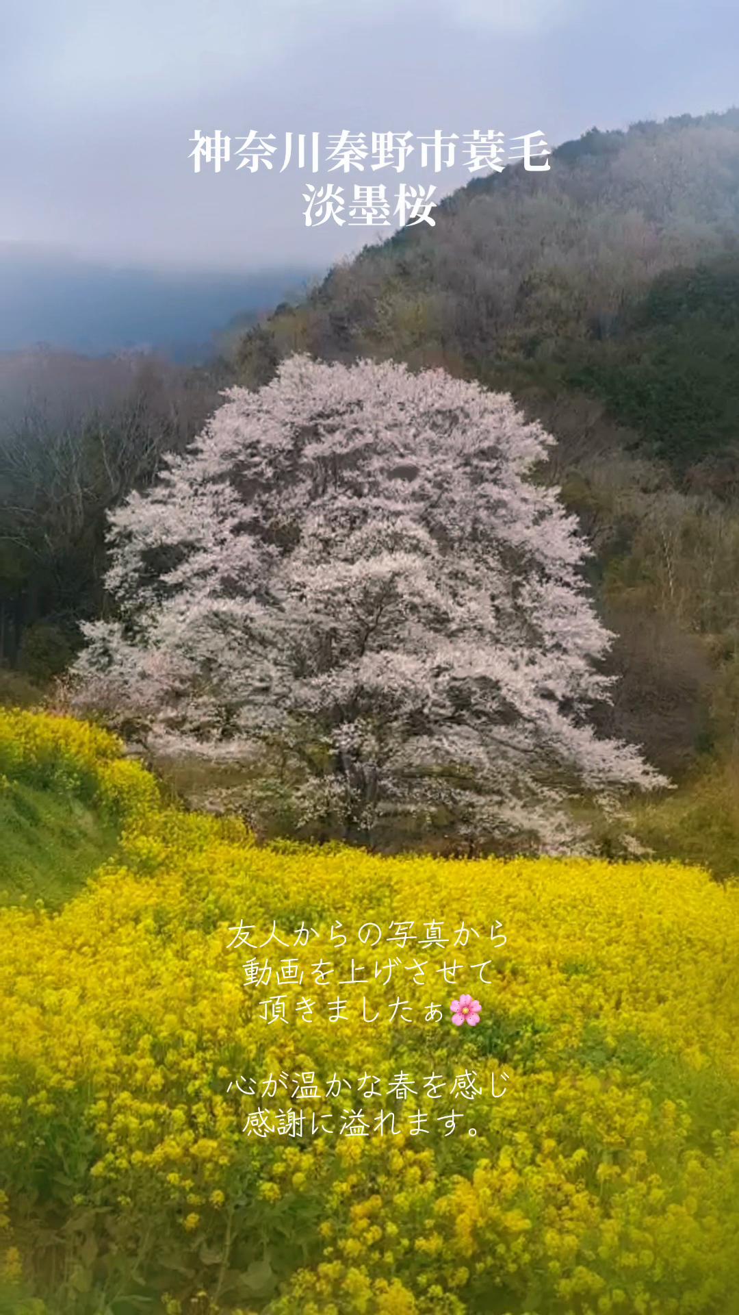 @kiyoko🪽✨