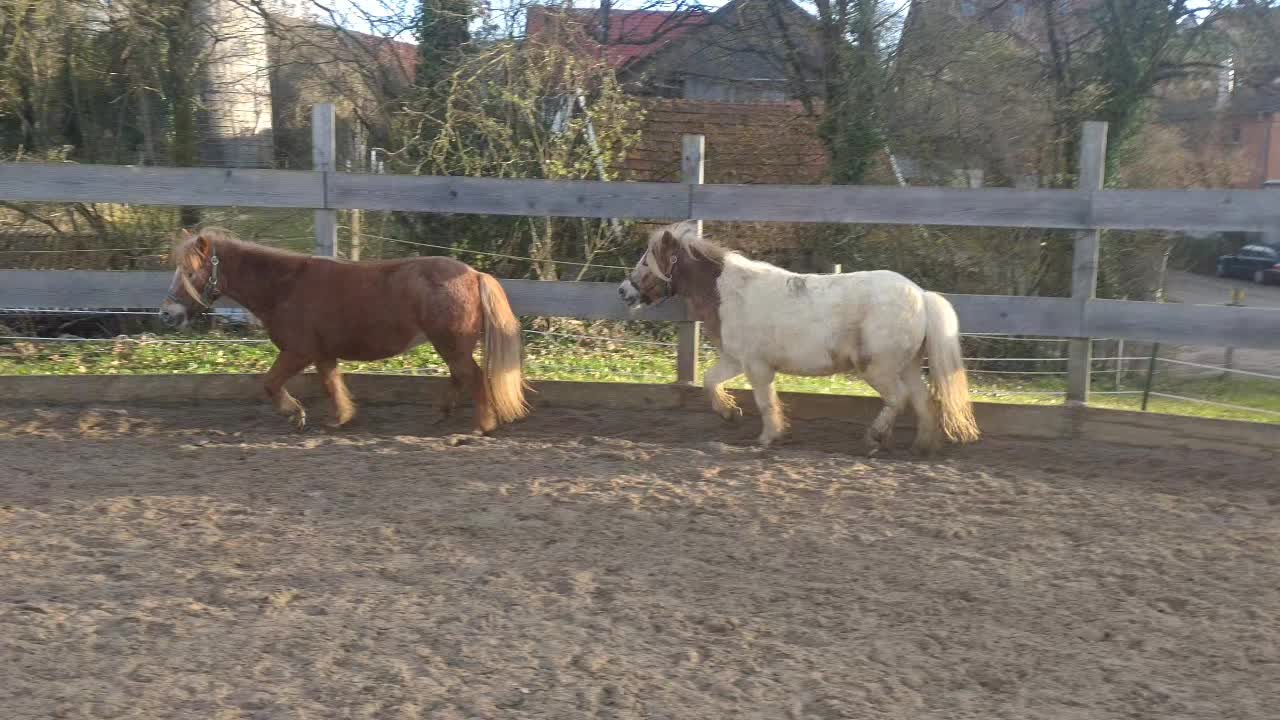 @💞🐴 Madeleine 🐴💞