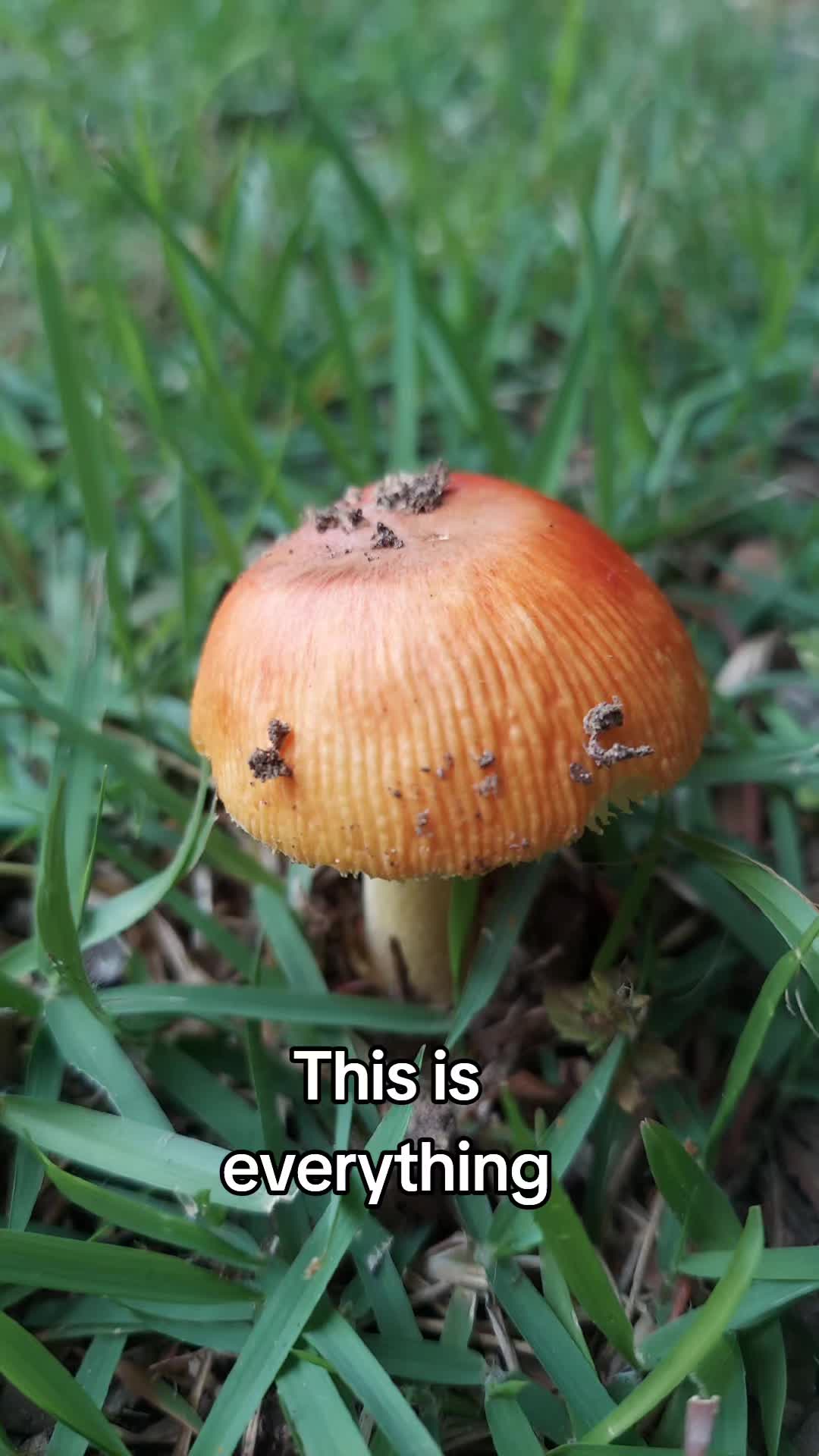 @rustyhippy