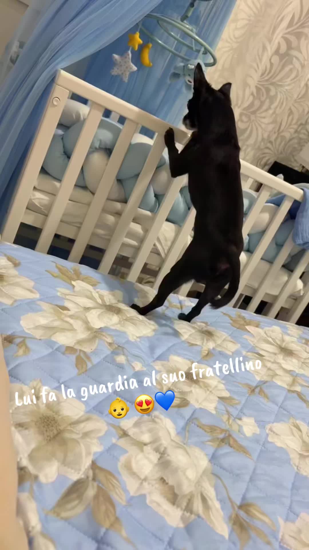 @biondaribelle