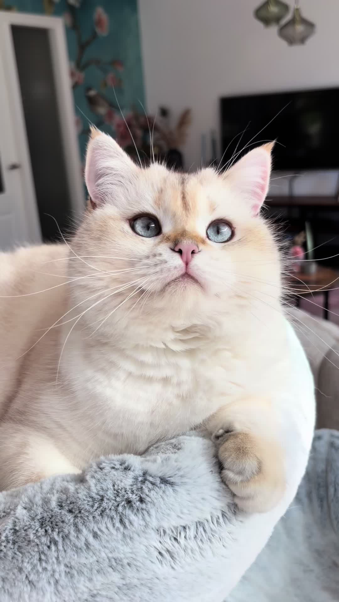 @choco_cookie_caramelly
