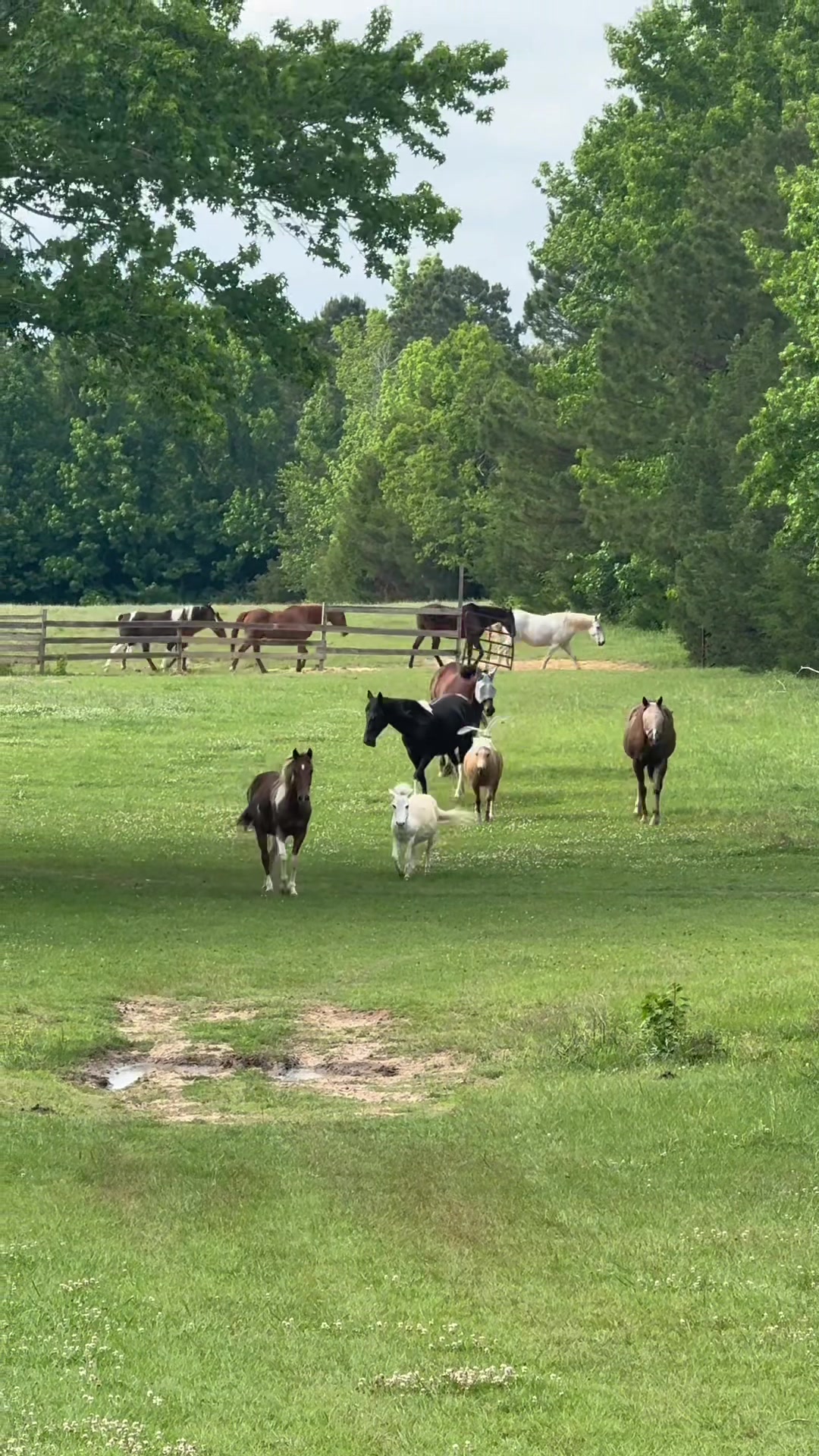 @MS Horse Rescue