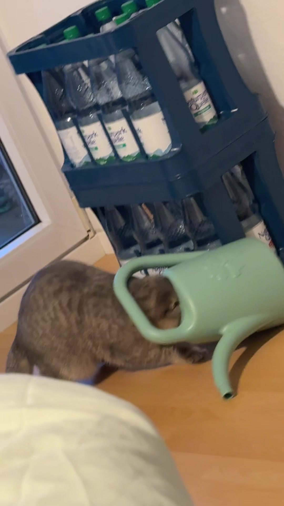 @ᥫ᭡ 𝔅𝔲𝔅𝔲 ᥫ᭡