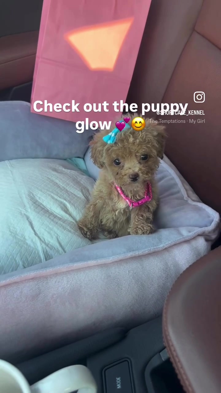 @Shortcake_kennel_2