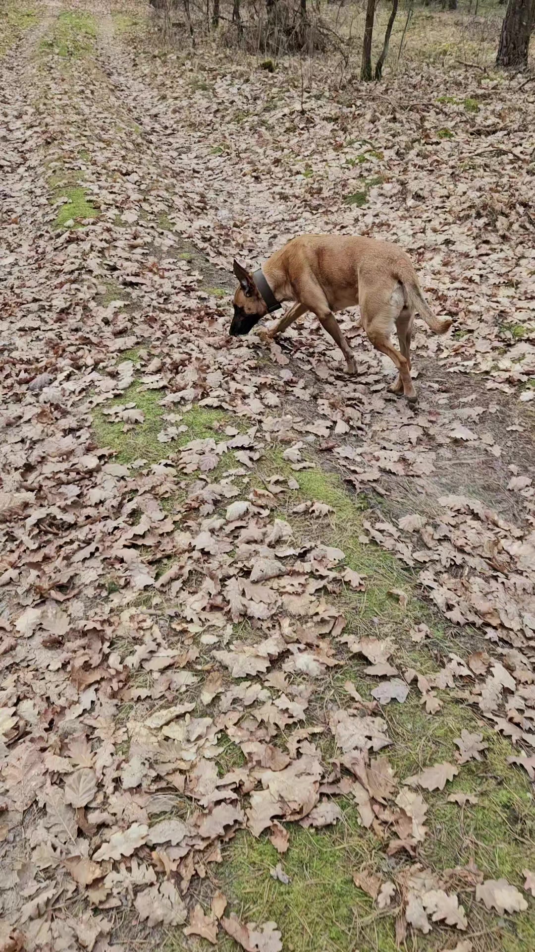 @Poppy Malinois, Korina & 🤡