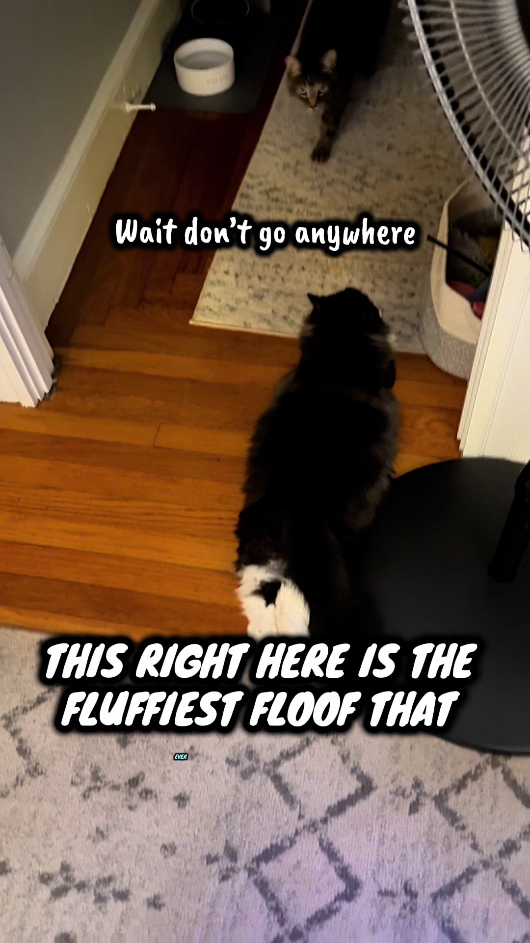 @TailsandWhiskersCo