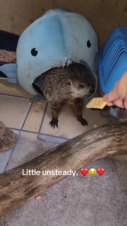 @Wilbur the Woodchuck