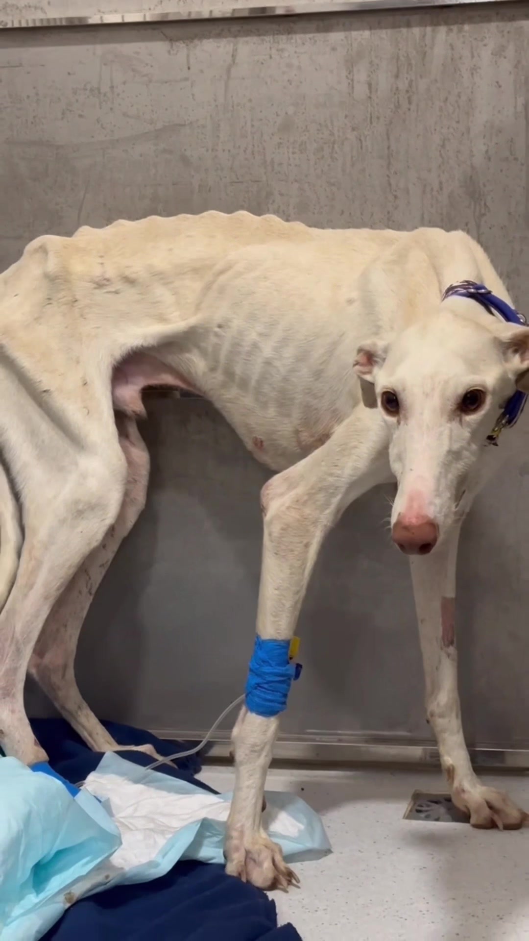 @Galgos del Sol
