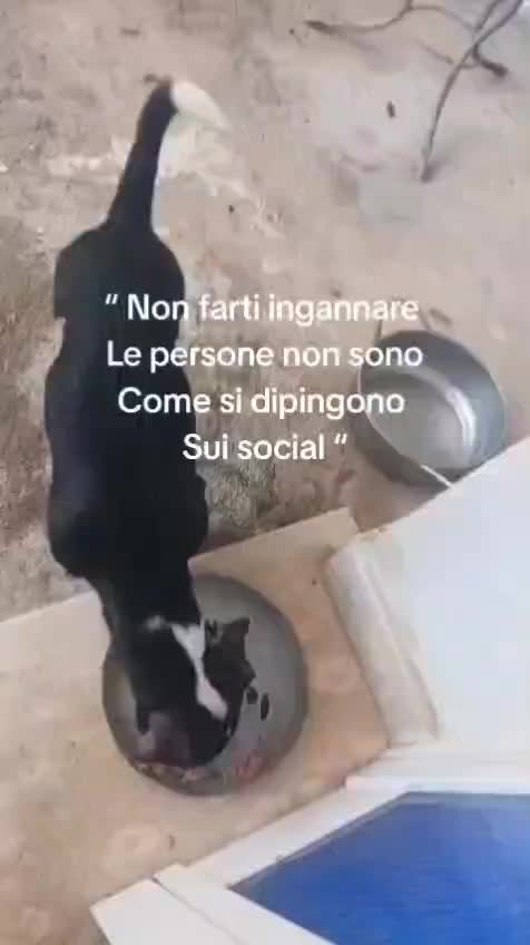 @ELETTRA L'ANIMALISTA