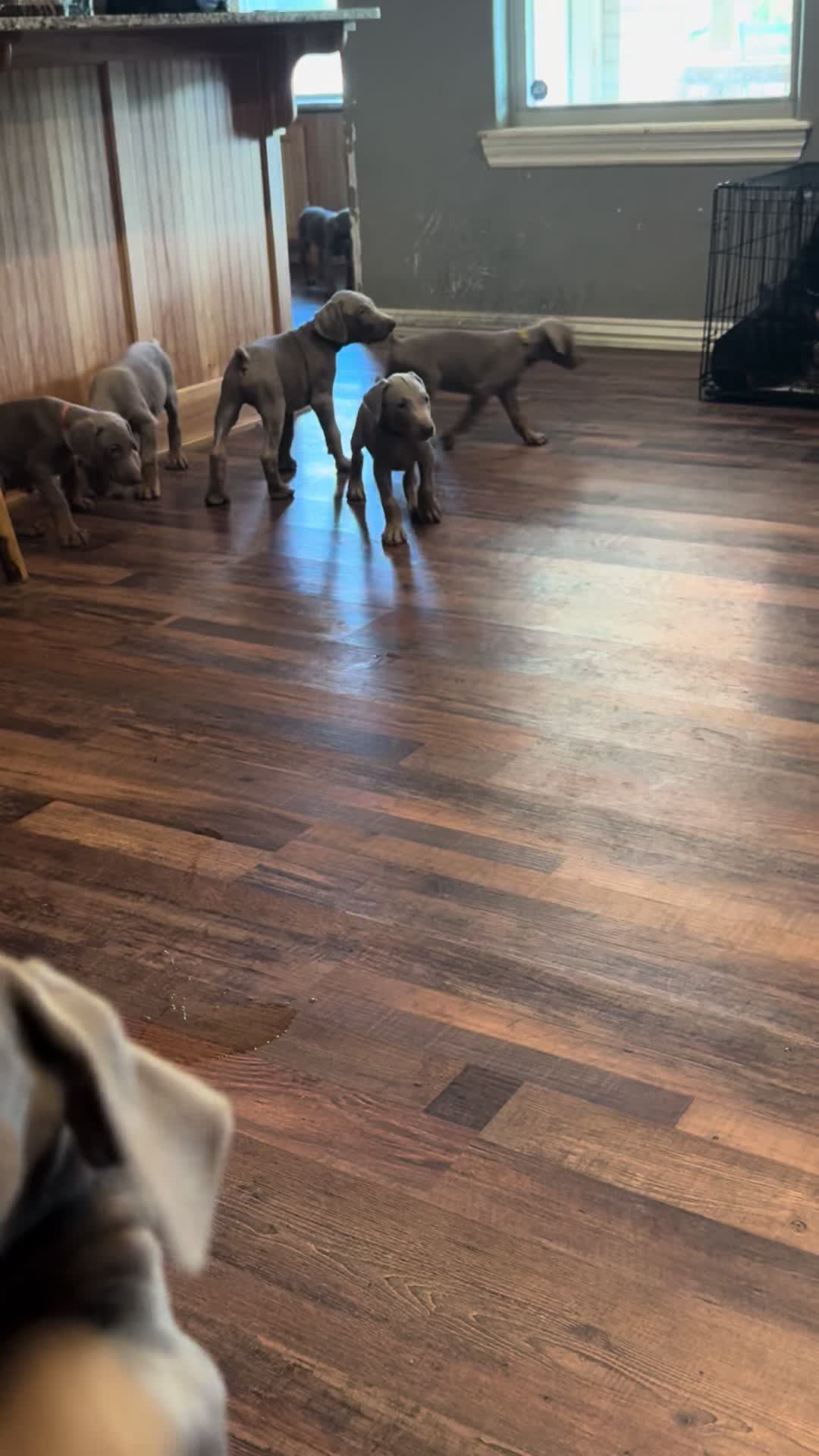 @Turnbull Dobermans
