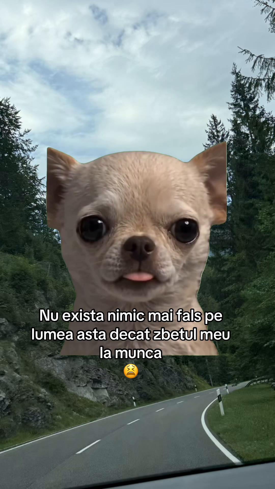 @Violeta-Elena Tonita