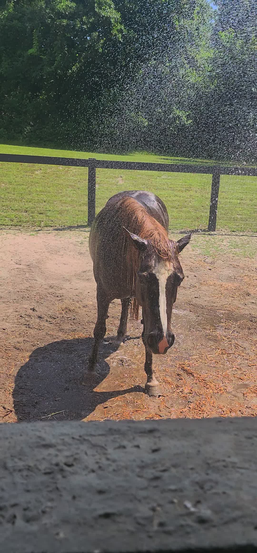 @Almost Perfect Acres