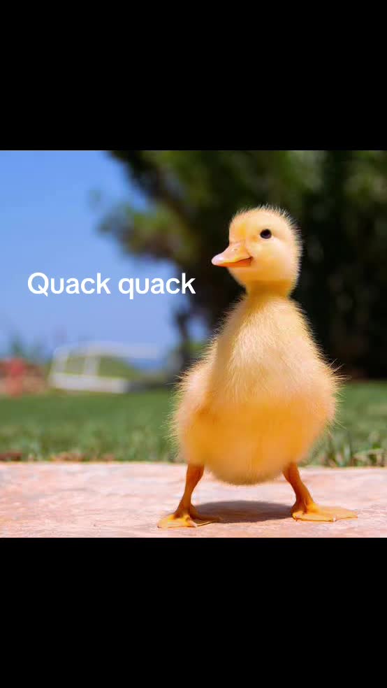 @Sir Quackington