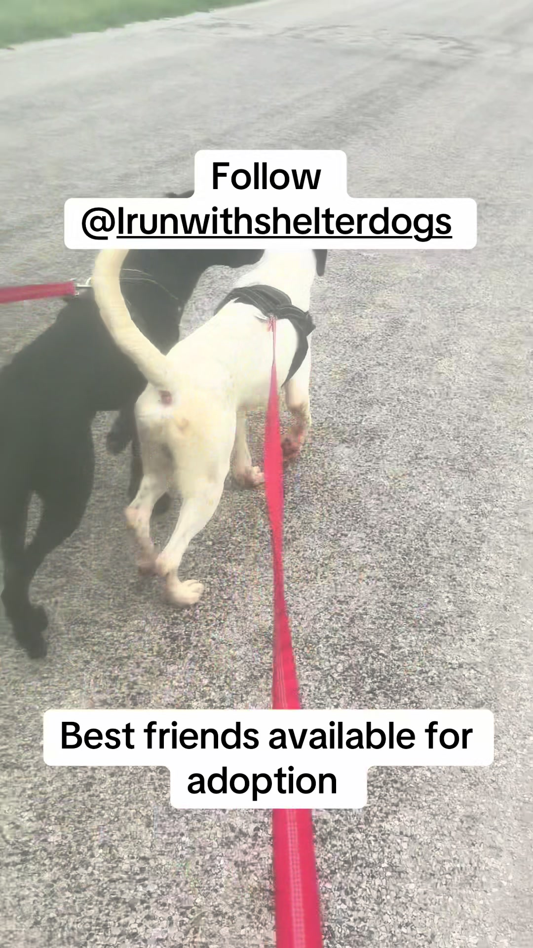 @ittybittyfarm1