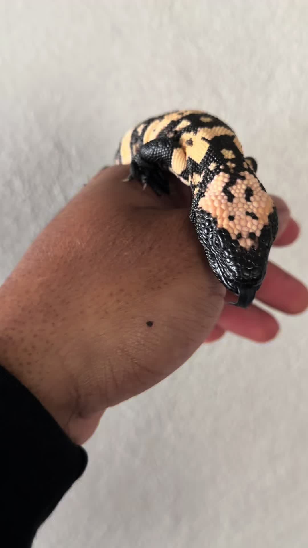 @SavageryReptiles