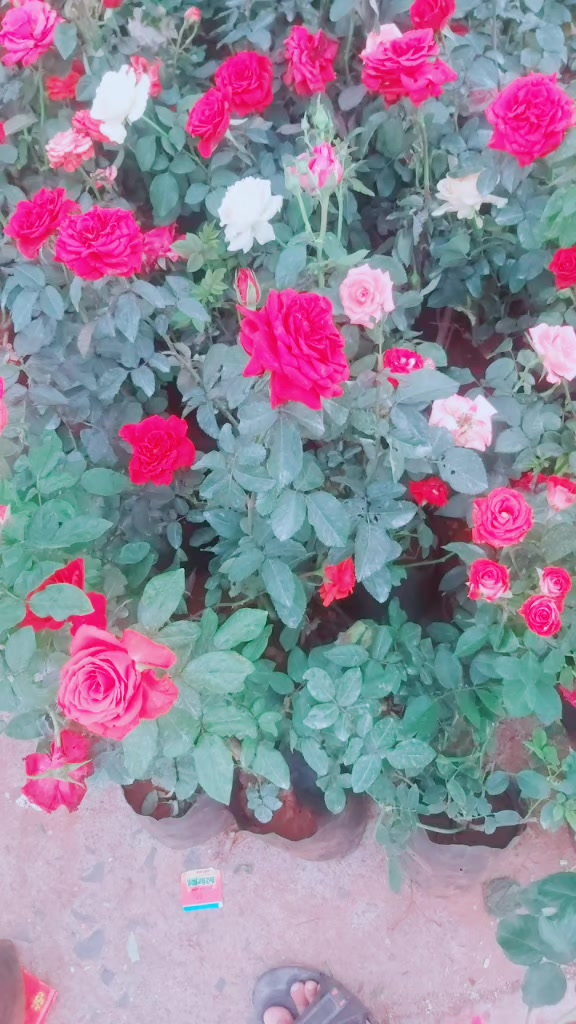 @❤️❤️❤️❤️❤️