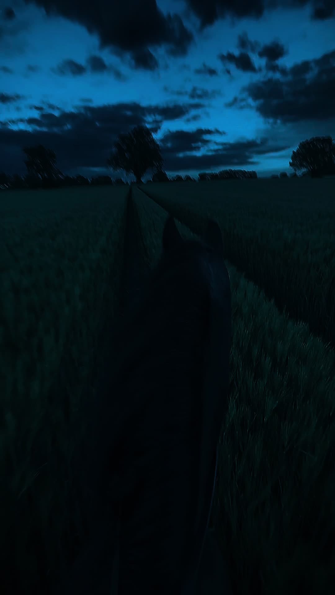 @Horses