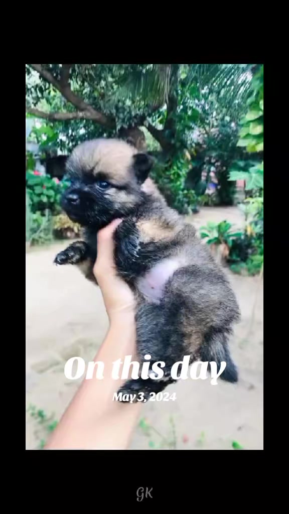 @🥰🐕Dog lover🐕🥰