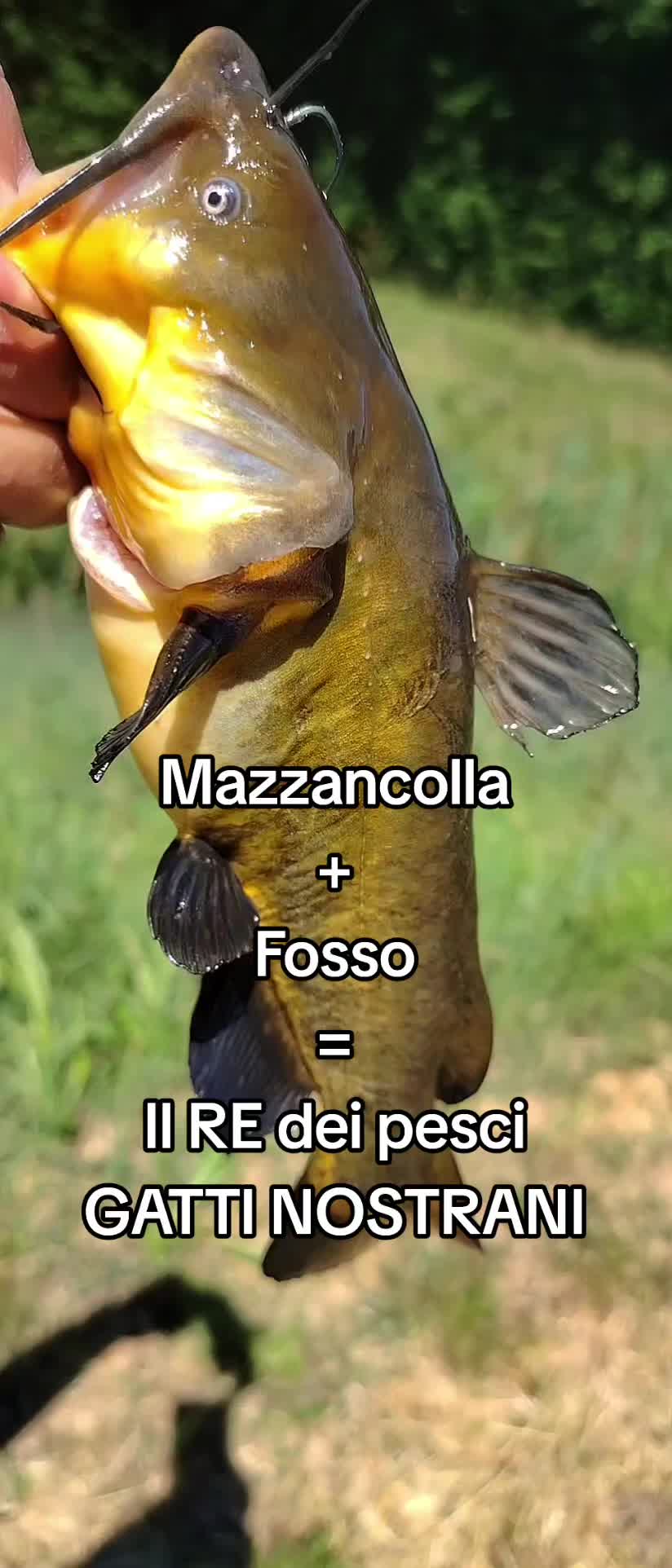 @🎣 maurizio 🇮🇹