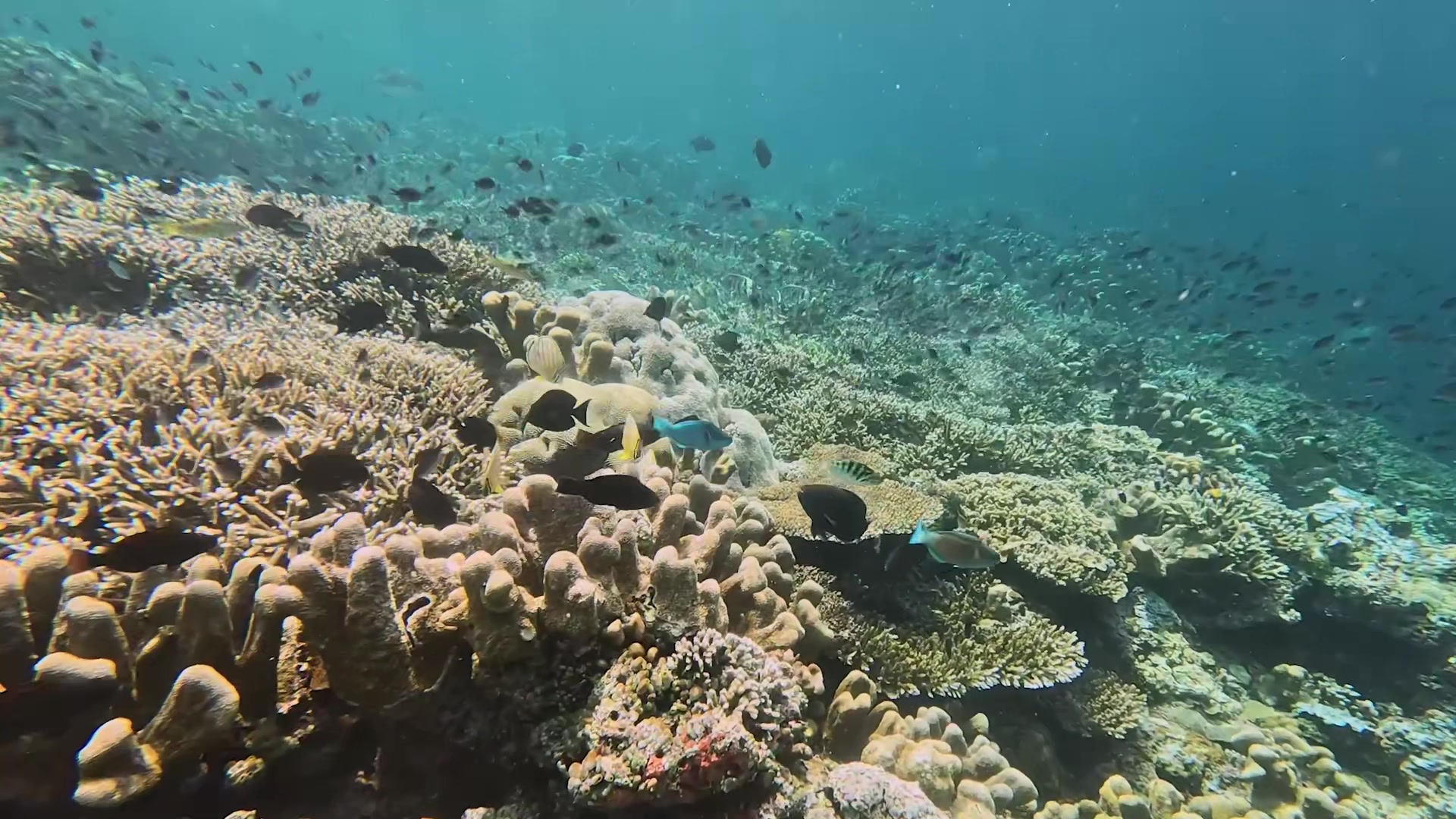 @Diving Tips and Stories