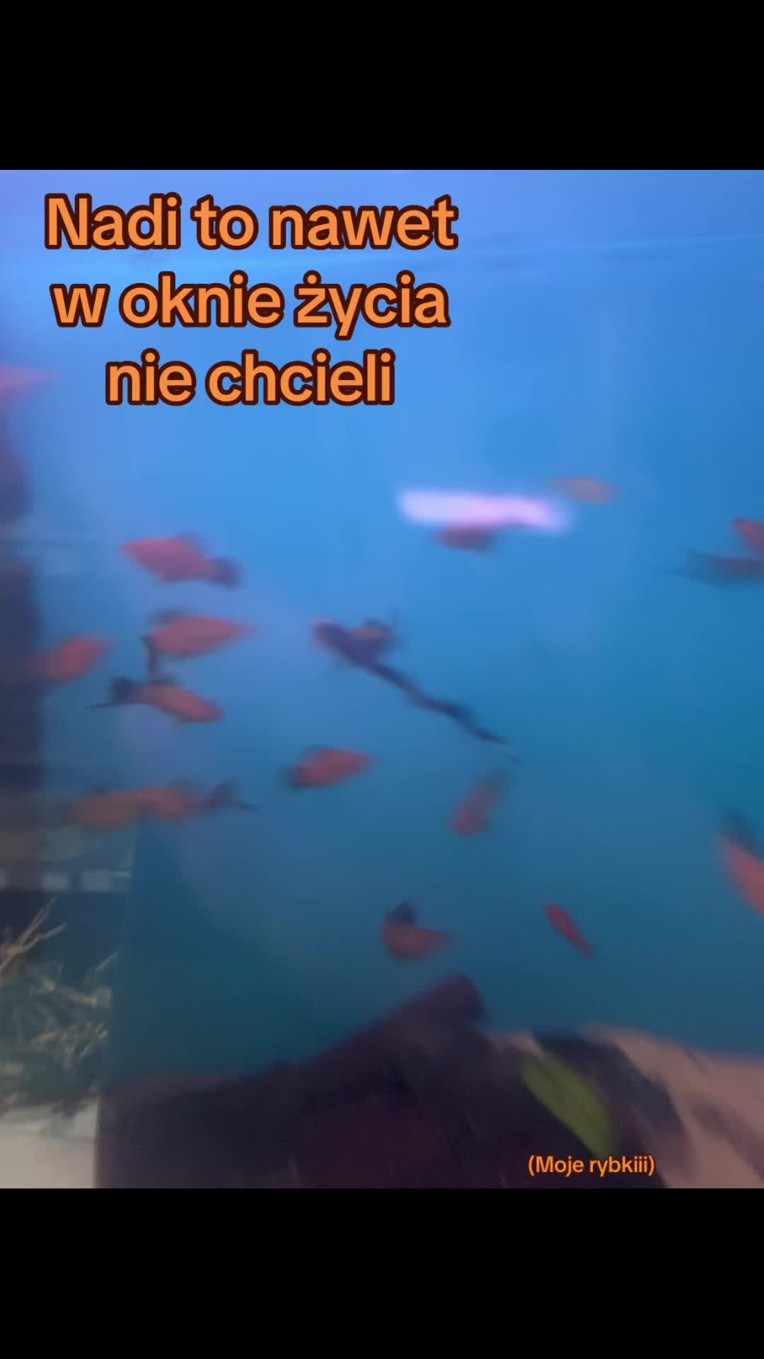 @nadia.to.szon