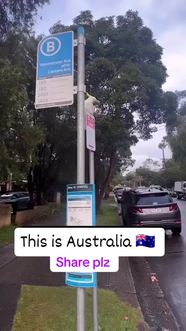 @Viral tiktok 💕
