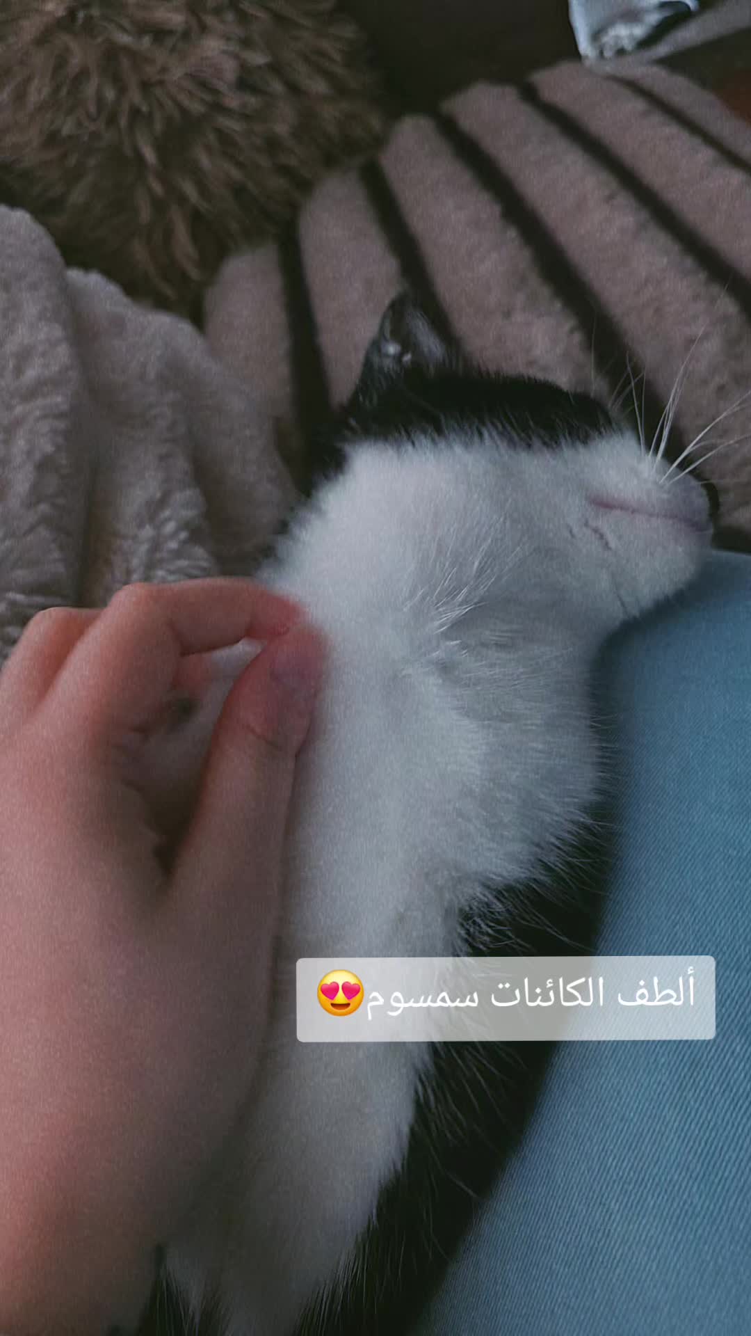 @shahed sy