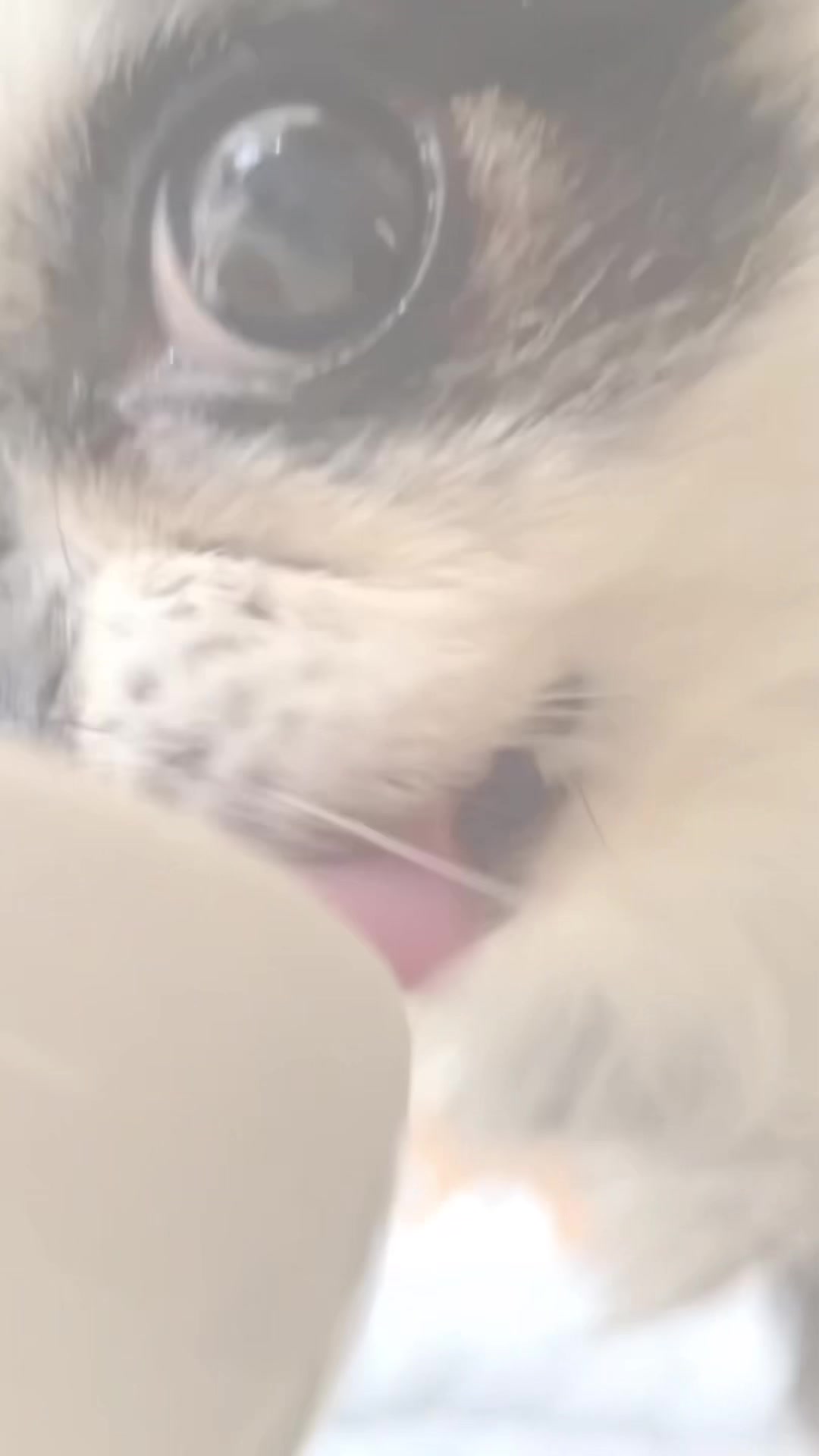 @🐈
