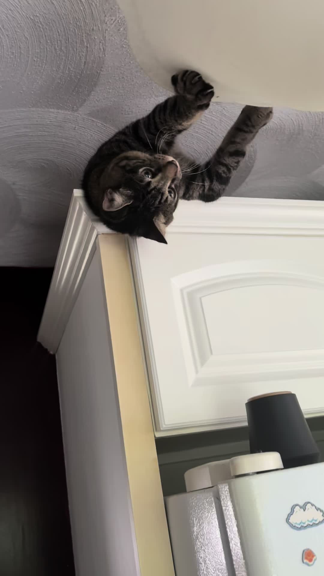 @TailsandWhiskersCo