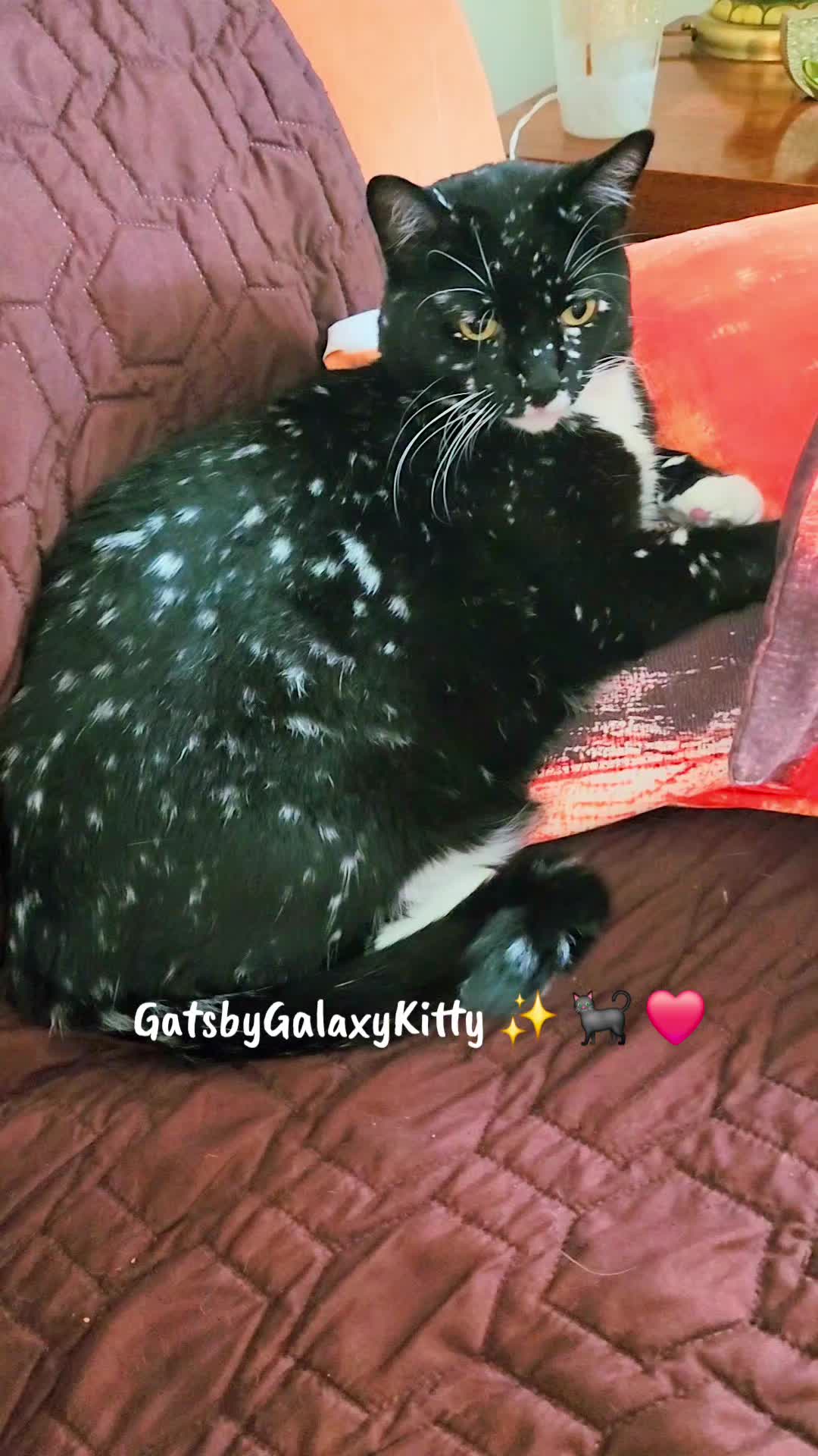 @gatsbygalaxykitty