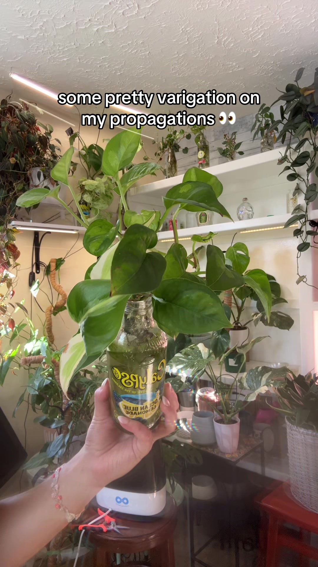 @Pretty Plants Nashville
