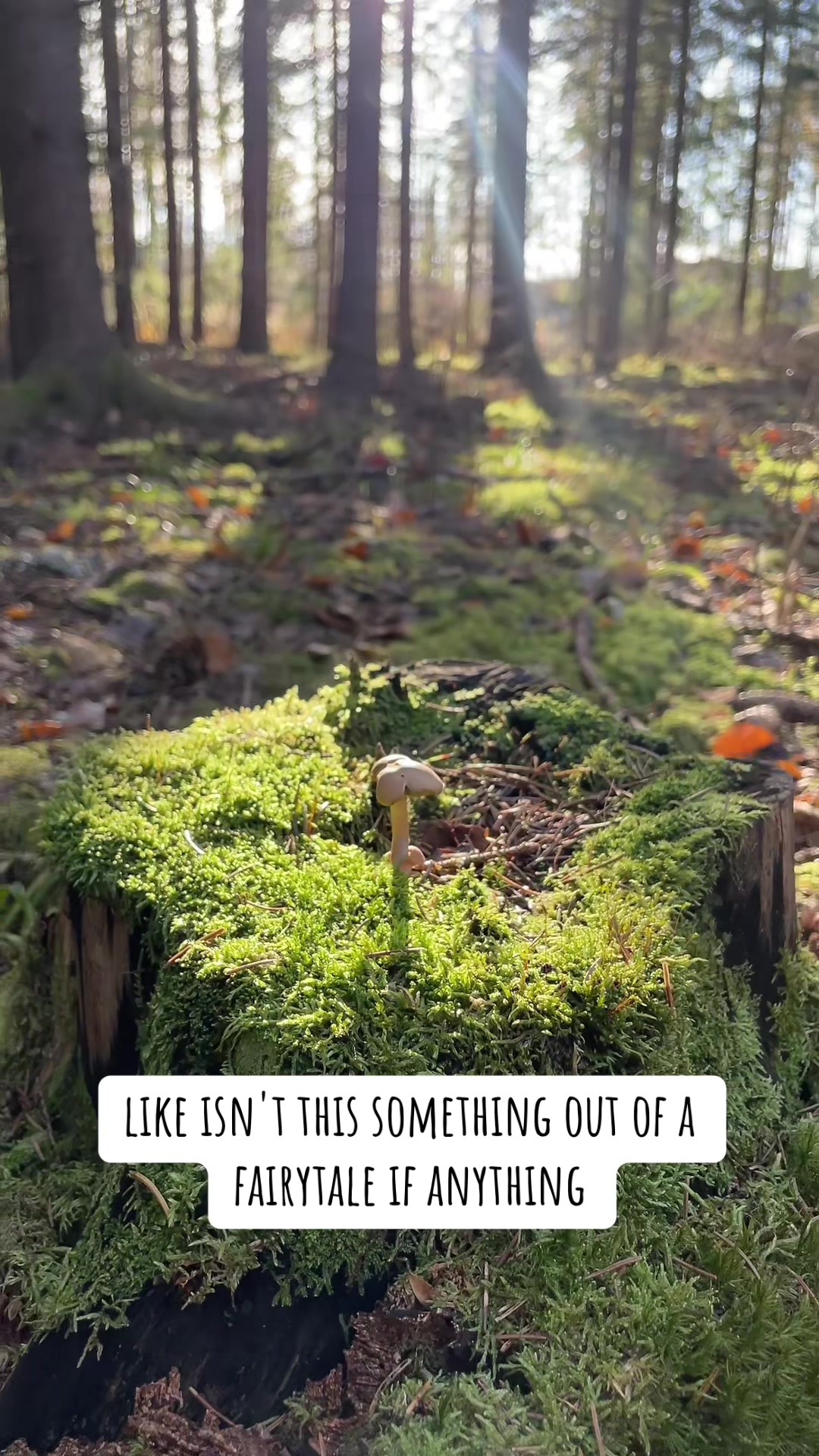 @The fairy of the forest 🧚🏼