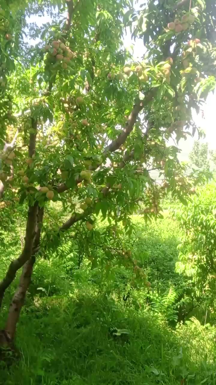@🍎swat fruit 🍎