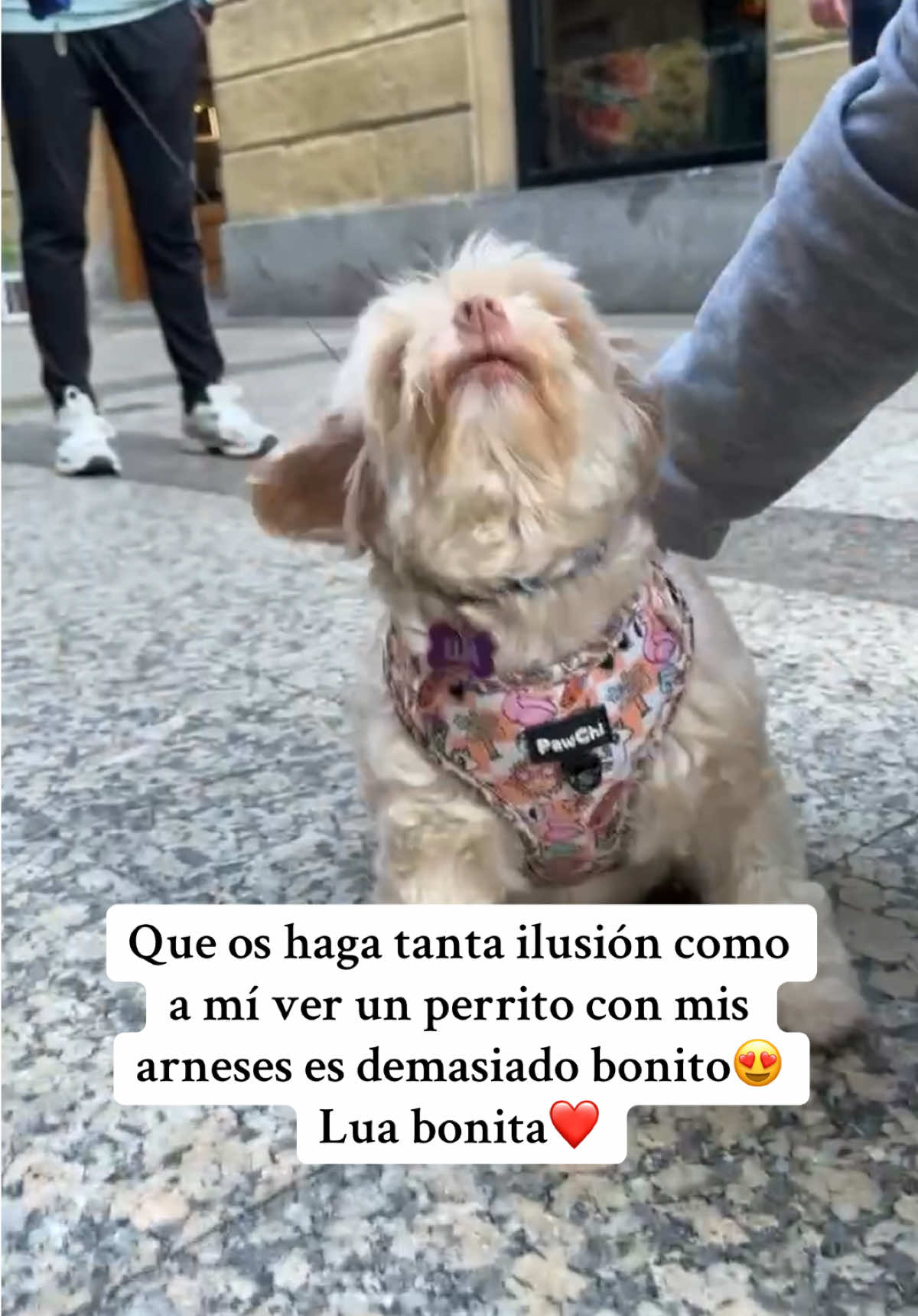 @PawChi