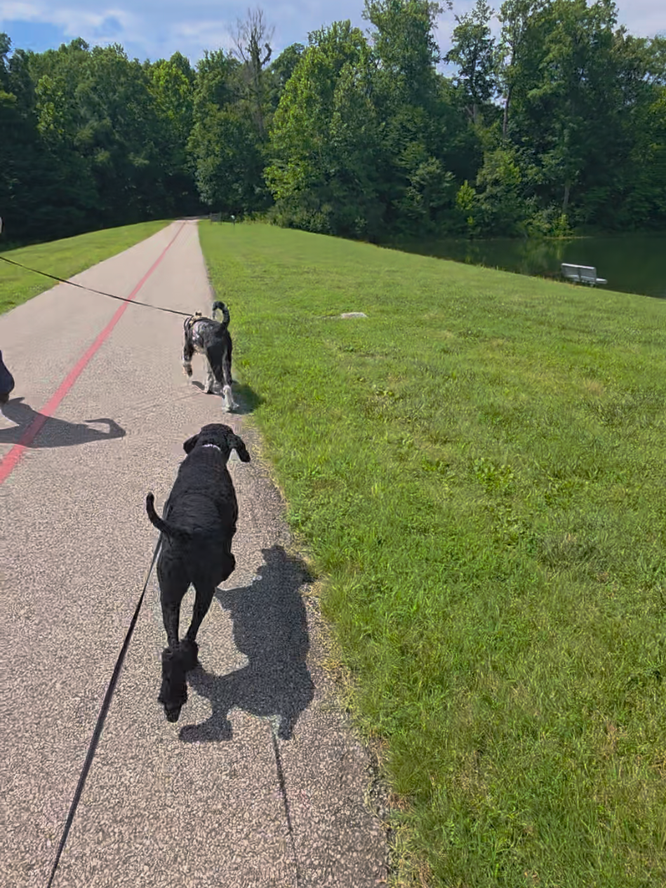 @Canine Wonders Training