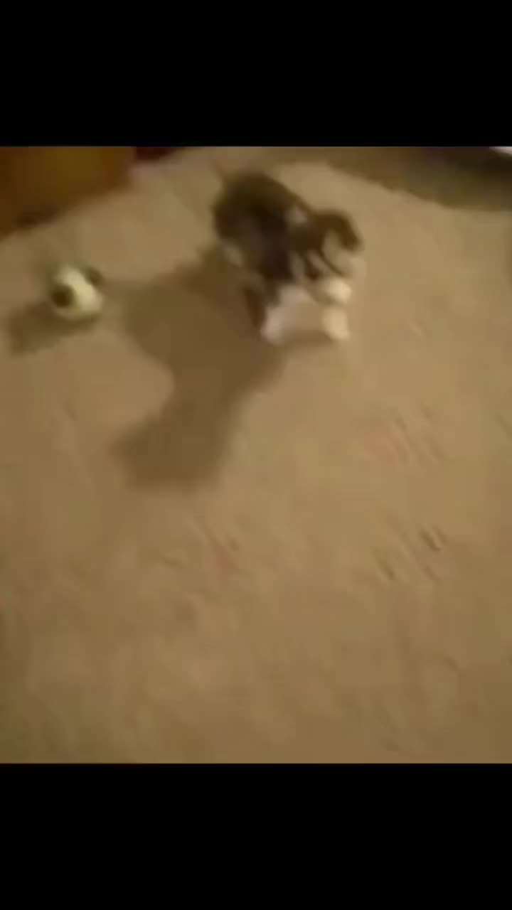 @nibbler