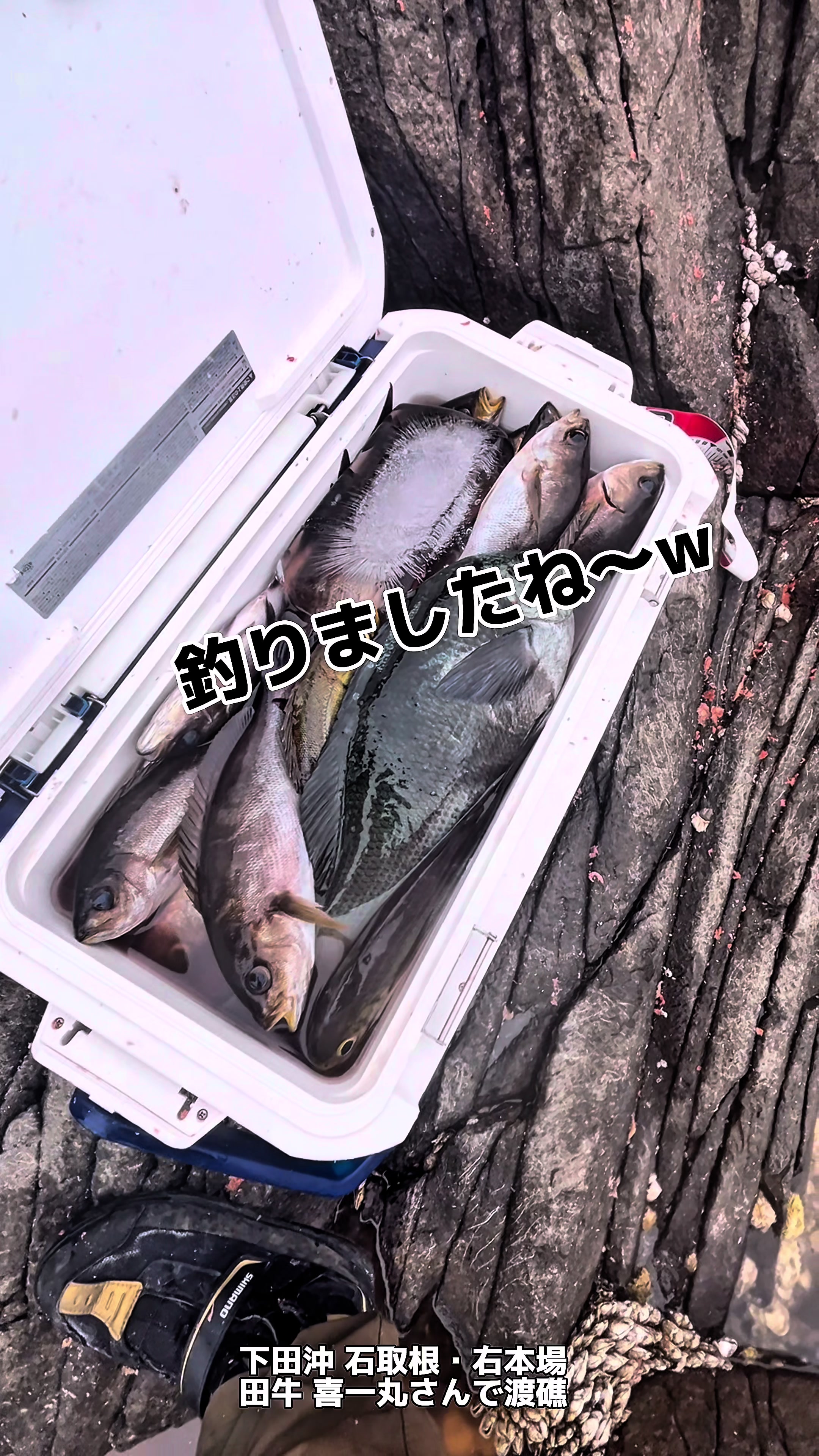 @チヌチヌ🐠