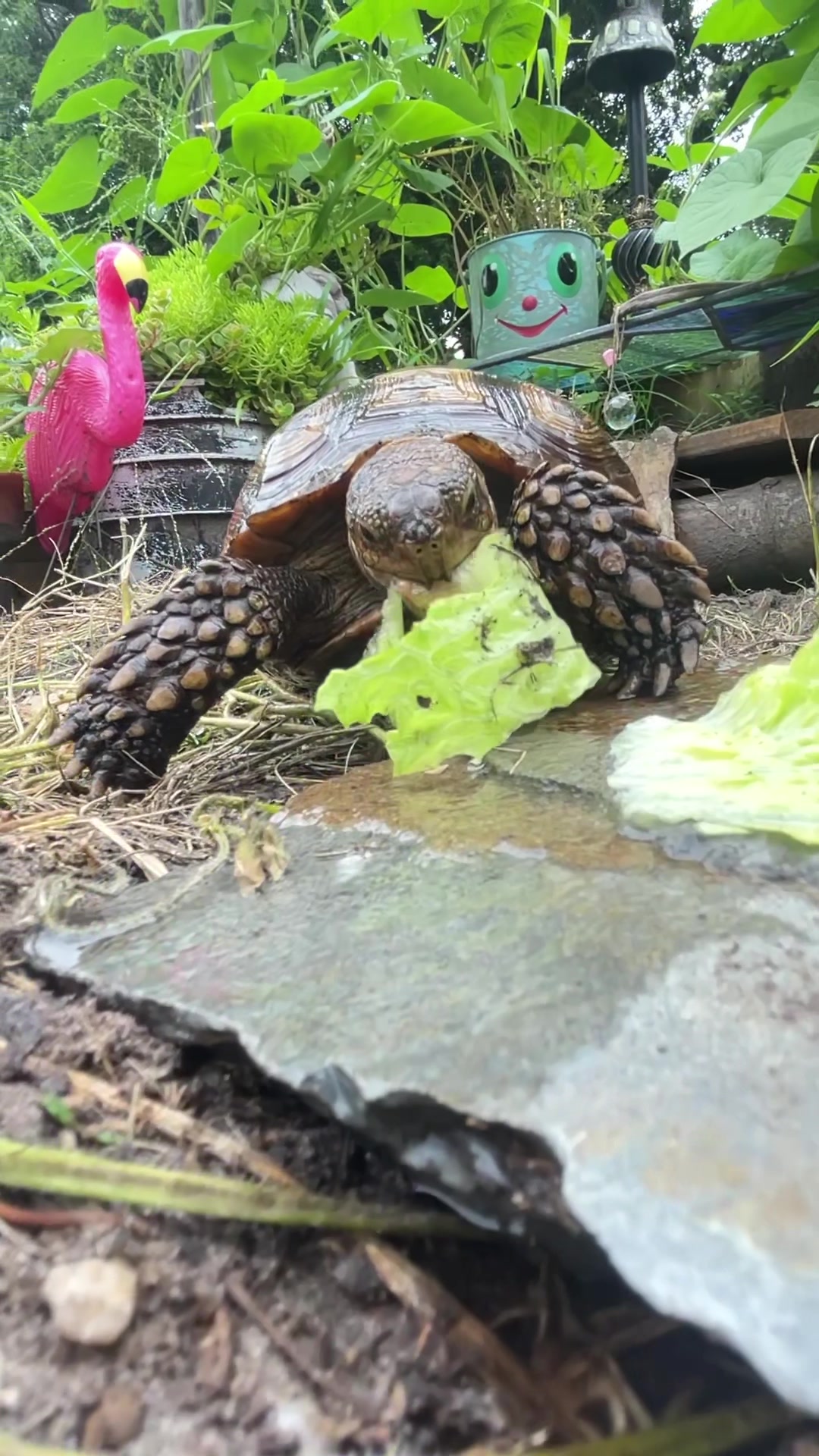 @shaqthetortoise