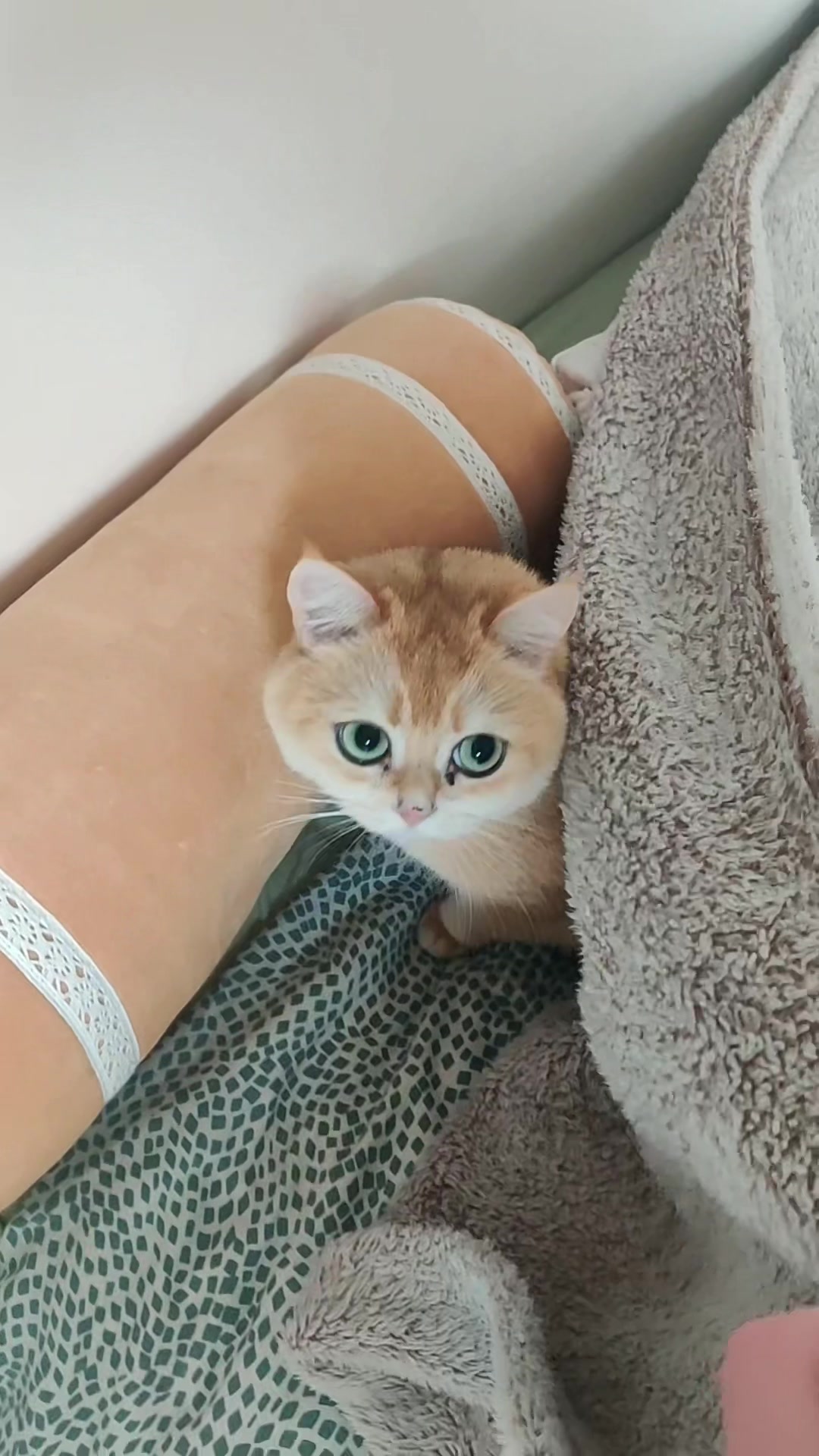 @Sammie_the_Cat