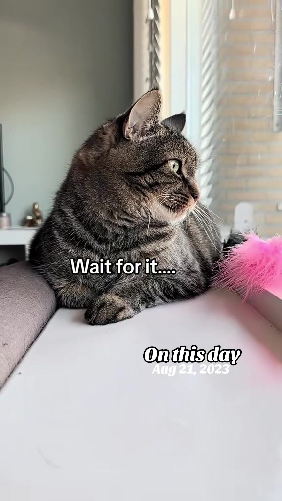 @Joep_the_ rescuecat