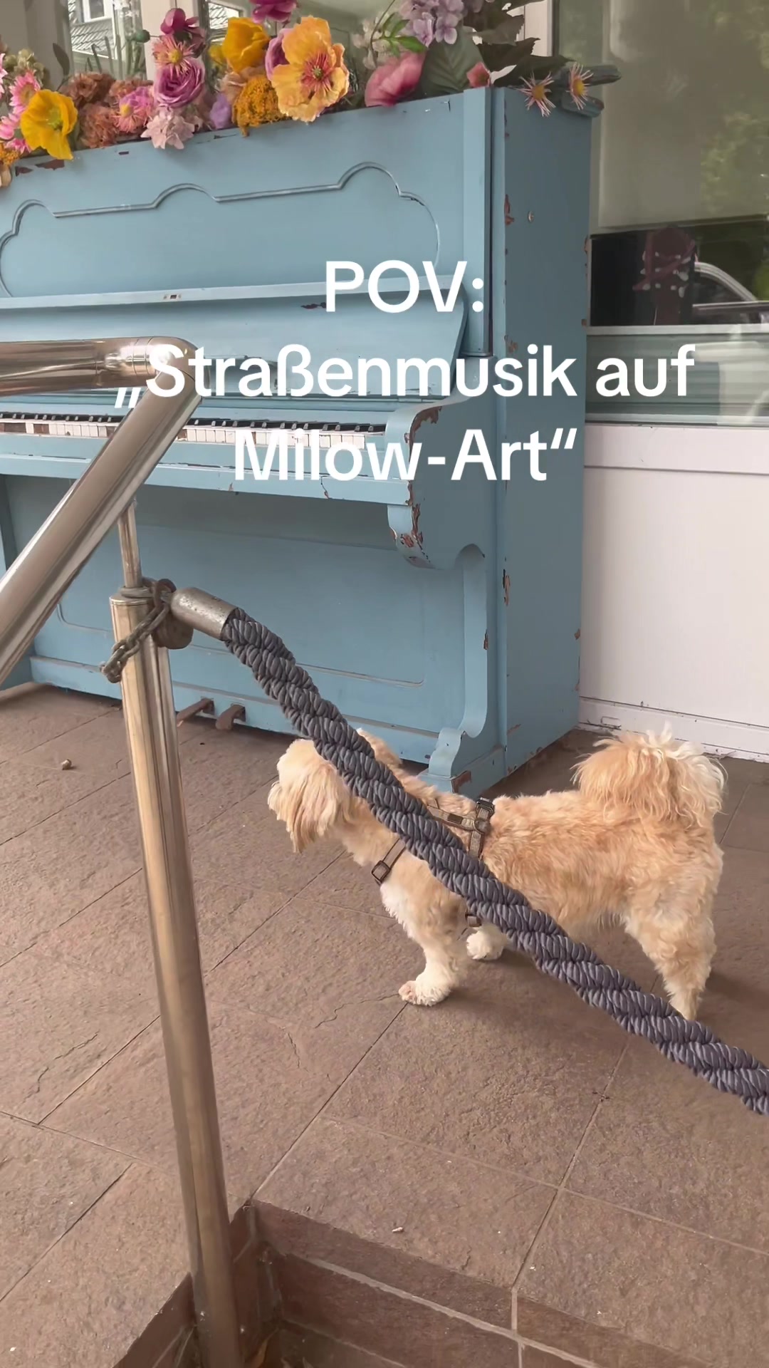 @DogMilow