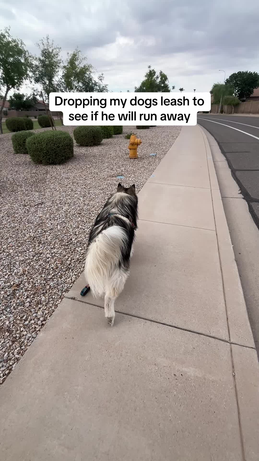 @Bandit The Husky