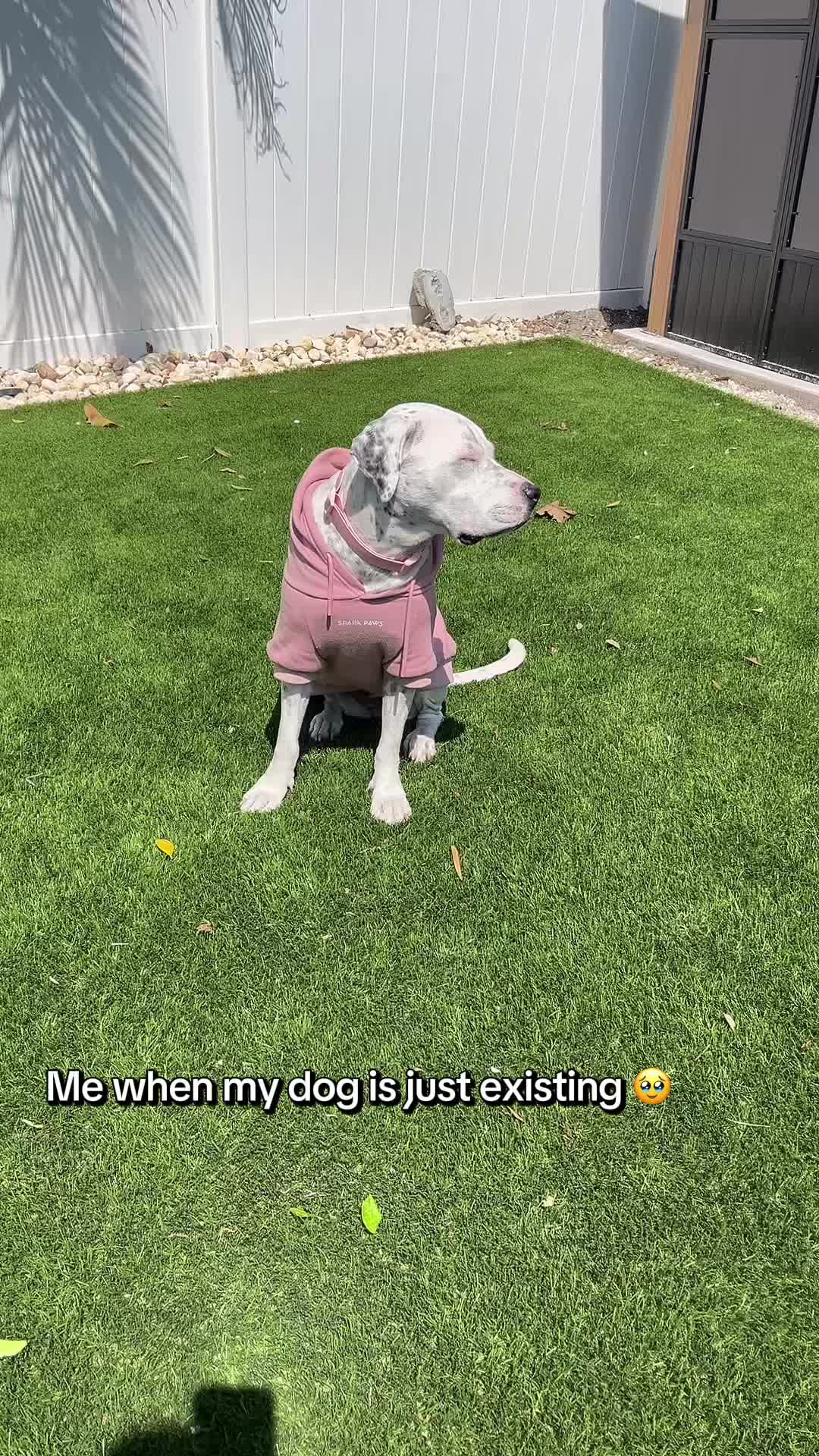 @lifewithstella