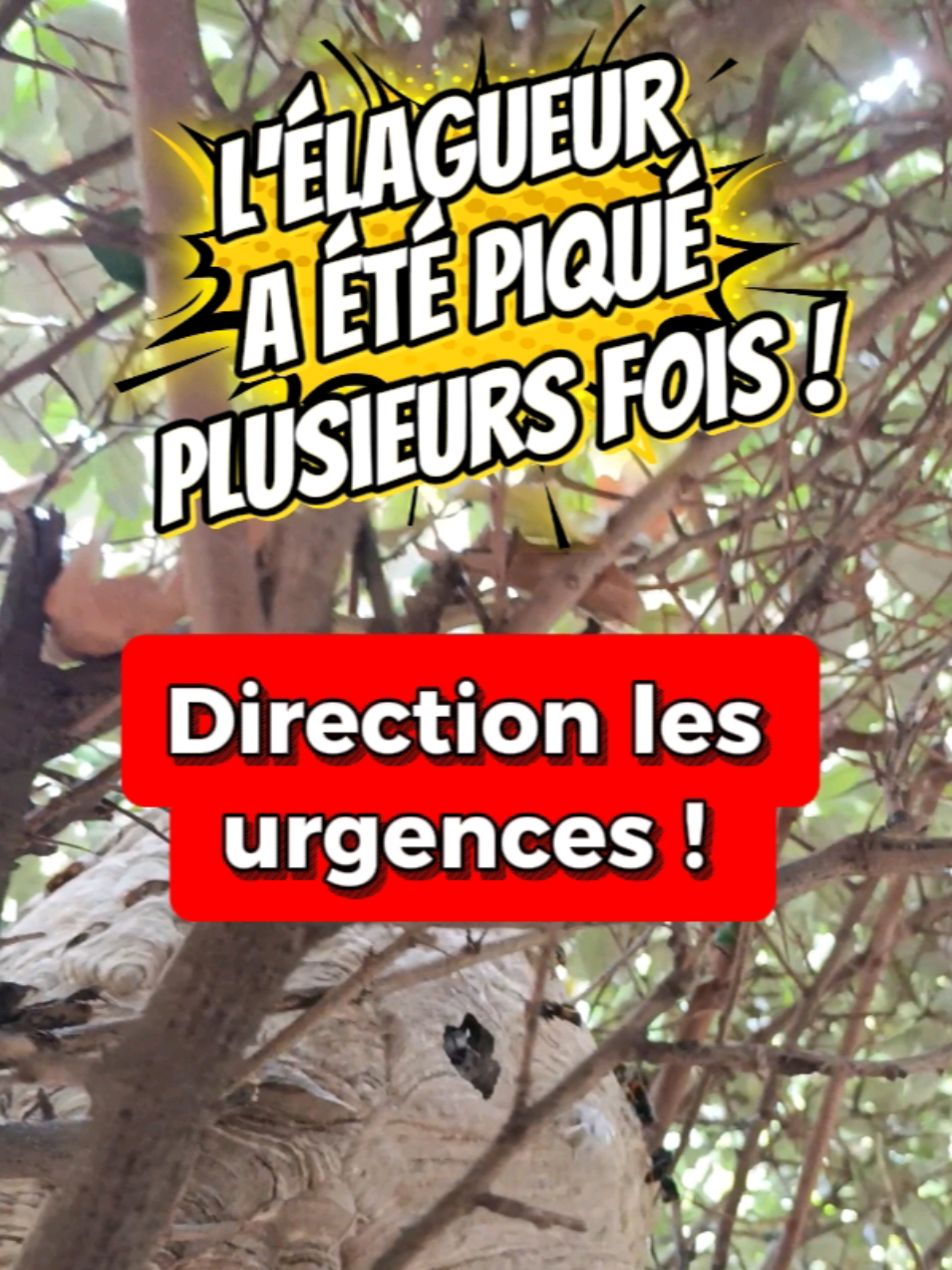 @Médoc Guêpes Frelons Services